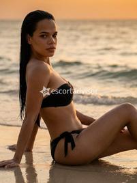 Trans 3444018842 Carolina