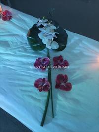 Rebeca-2209195